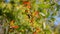 Orange, green and burgundy leaves on green blurred background with bokeh. Autumn concept. Autumn foliage.