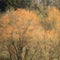 Orange and green contrast trees in fine art intimate landscape