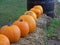 Orange and Green Halloween Pumpkins on straw bales