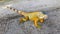 Orange green iguana on the ground.