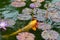 A orange and green Koi Cyprinus carpio looks for food on a purple flowering water lily leaf Nymphaeain.