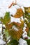 Orange green leaves raspberry in snow in garden