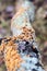 Orange and green lichen growing on a decaying log