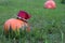 Orange-green pumpkin in an elegant Burgundy hat on the green grass on the background of a ripe pumpkin in the garden plot, close