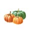 Orange and green pumpkin group. Watercolor illustration. Hand drawn group of autumn pumpkins. Garden and farm vegetables