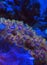 Orange, Green, and Purple Soft Zoanthid Coral in an Aquarium Under Blue Light