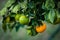 Orange and green tangerines grow on a tree