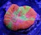 Orange, green, yellow and pink Scolymia Coral