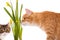 Orange and grey cats sniff daffodils