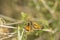 Orange grey and green buttterfly sitting on a small branch of a bush