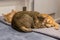 Orange and grey tabby kitten brothers napping together