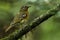 Orange Ground-Thrush, Geokichla gurneyi