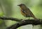 Orange Ground-Thrush, Geokichla gurneyi