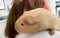 Orange guinea pig with red eyes sits on the shoulder of teen girl - his owner. Taking care of pet