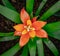 Orange guzmania closeup with detailed colors