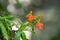 Orange Habenaria rhodocheila hance wild orchid at waterfall in Thailand