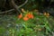 Orange Habenaria rhodocheila hance wild orchid at waterfall in Thailand