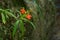 Orange Habenaria rhodocheila hance wild orchid at waterfall in Thailand