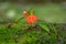 Orange Habenaria rhodocheila hance wild orchid at waterfall in Thailand