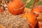 Orange halloween pumpkins on stack of hay or straw in sunny day, fall display