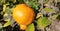 An orange hanging on the tree trunk