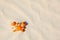 Orange happy crab sand mold toy in soft sand. Beach holidays