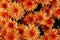 Orange hardy chrysanthemum flowers as a pattern. Abstract flower background texture