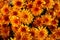 Orange hardy chrysanthemum flowers as a pattern. Abstract flower background texture