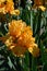 Orange Harvest Bearded Iris