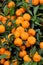 Orange harvest on trees