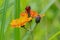 Orange hawk bit, Pilosella aurantiaca, flower from the side