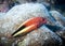 Orange Hawkfish perches on a coral at the bottom of the Indian Ocean