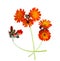 Orange Hawkweed