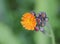 Orange Hawkweed