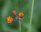 Orange Hawkweed