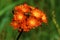 Orange Hawkweed  49443