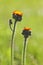 Orange hawkweed