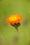 Orange Hawkweed Bloom in the Meadow