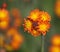 Orange Hawkweed Bud