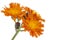 Orange Hawkweed Flower