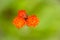 Orange Hawkweed - Flower Cluster - Bird View