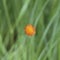 Orange hawkweed Flower separated from the background by a shallow depth of field