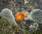Orange Hawkweed Flowers