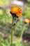 Orange Hawkweed flowers in bloom