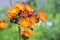 Orange Hawkweed flowers in bloom
