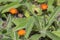 Orange Hawkweed flowers in bloom, wild ornamental flowering plants