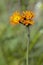 Orange Hawkweed or Fox-and-Cubs