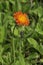 Orange Hawkweed or Fox-and-Cubs