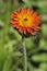 Orange Hawkweed or Fox-and-Cubs