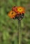 Orange Hawkweed or Fox-and-Cubs